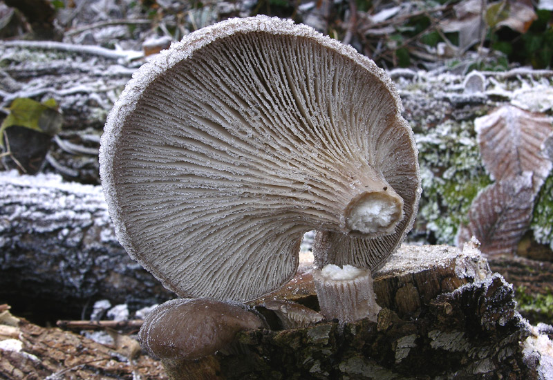 A caccia di Pleurotus ostreatus.....chiamati i  geloni...